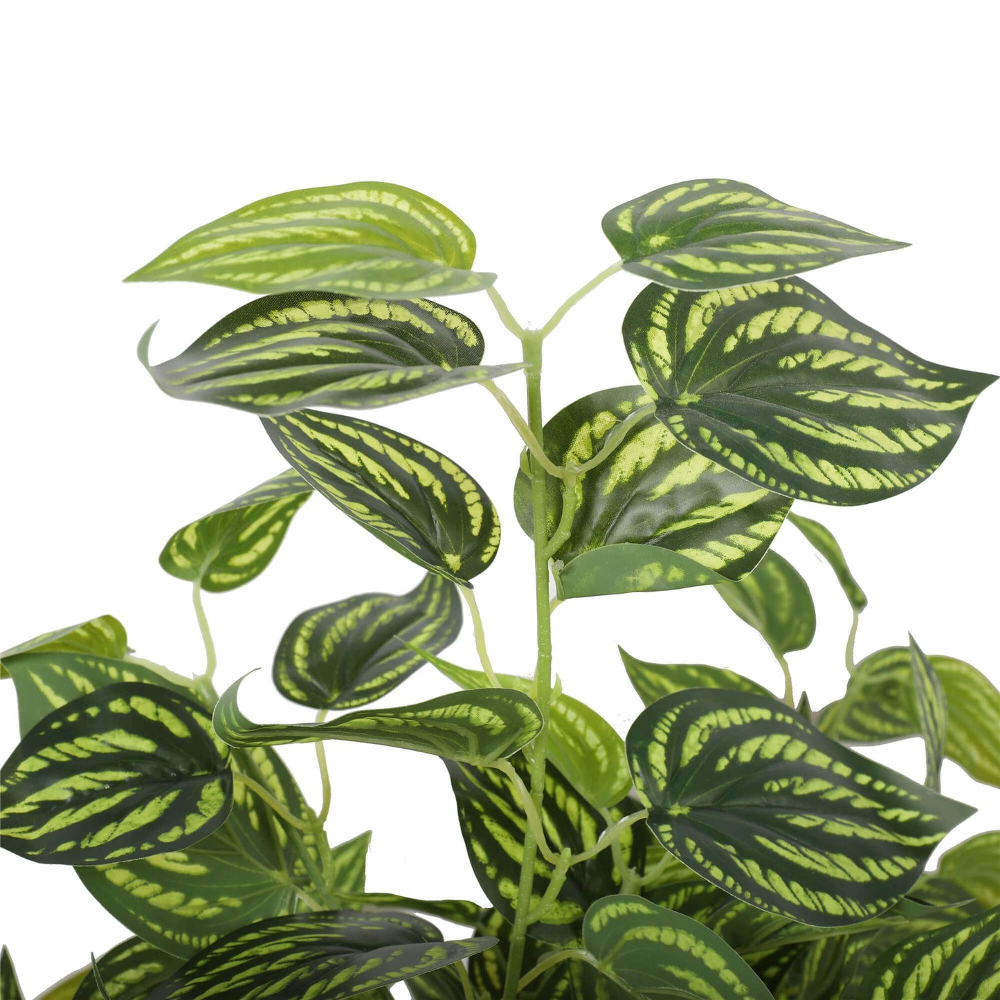 Bright Mixed Philodendron Plant 70cm for Lifelike Decor