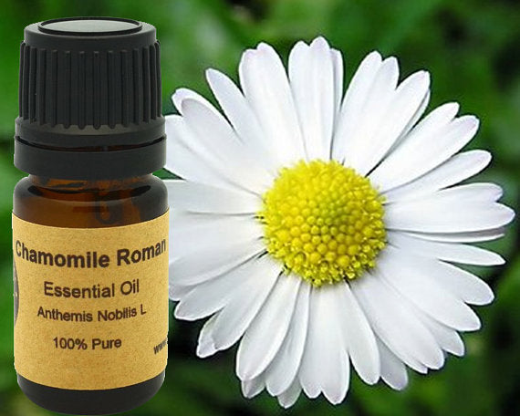 Chamomile Roman Essential Oil 5ml, 10ml or 15ml - Relaxing Aroma