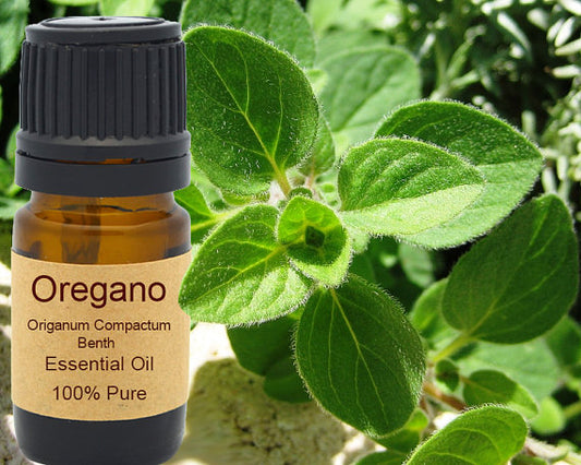 Organic Oregano Essential Oil 15ml for Aromatherapy Use