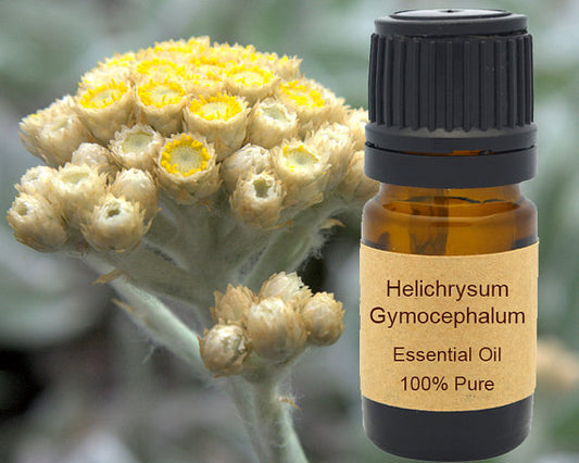 Helichrysum Gymocephalum Essential Oil 10 ml or 15 ml Pure Essence