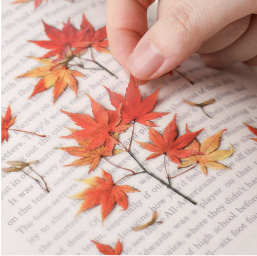 Appree Pressed Flower Sticker Maple - Office Supplies