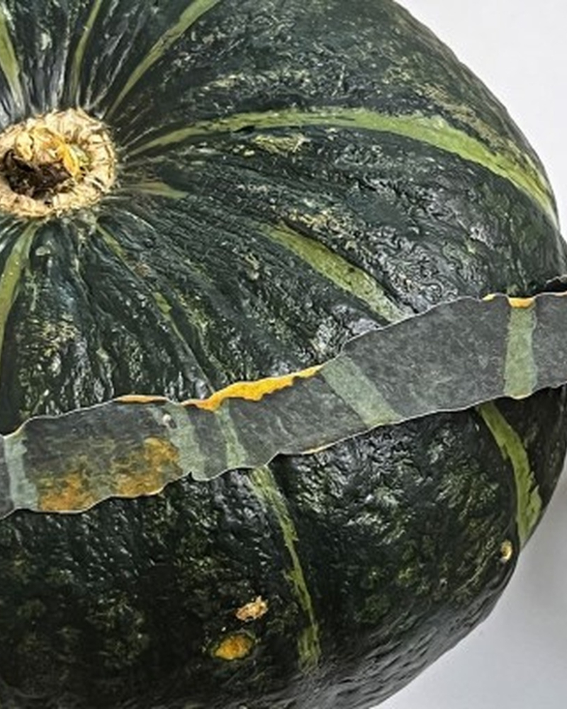 ZAGNE Autumn Squash Peel Masking Tape - Washi Tape