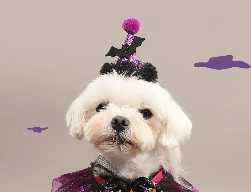 Alternative view of ITSDOG Halloween Bat Pumpkin Pin